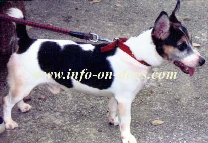 Jack-Russell