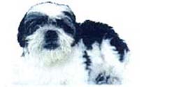 13 years old black & white Shih Tzu in short coat