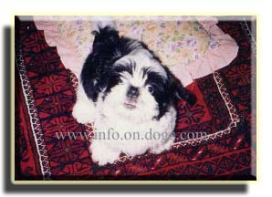 puppy - Shih Tzu