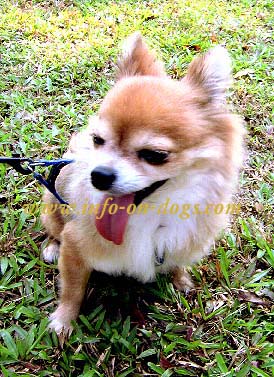 Mexican long hotsell haired chihuahua